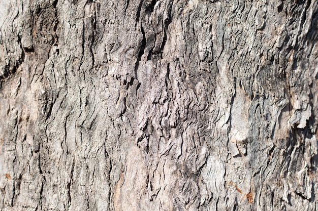 Abstract texture of the bark of a tree