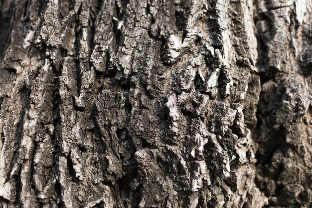 Abstract texture of the bark of a tree