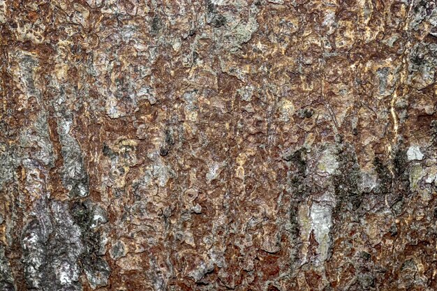 Фото Абстрактная текстура коры старого дерева манго