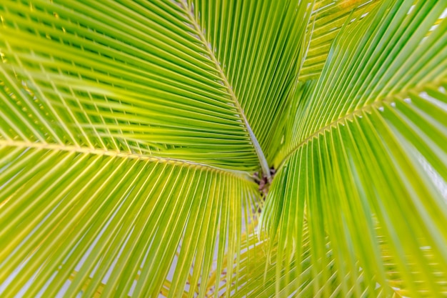 Abstract texture of palm leaves. Nature of green leaf coconut in garden at summer. Natural pattern