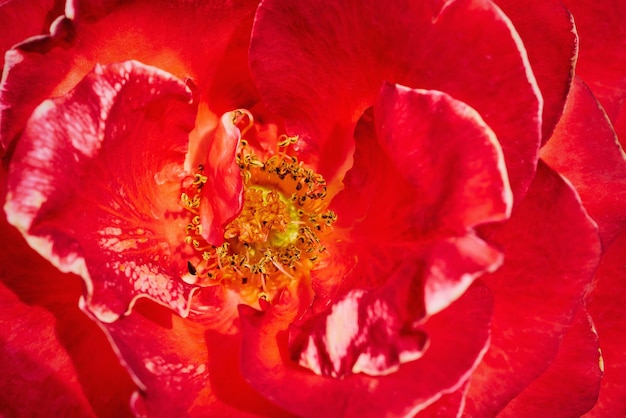 Abstract texture of red rose closeup for natural background full frame