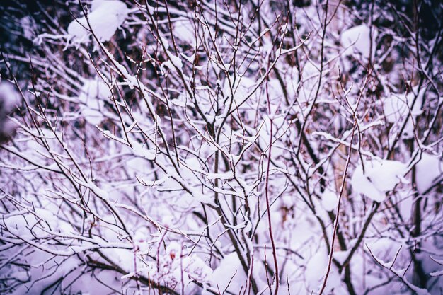 Abstract textured natural background snow-covered branches in a trendy purple color very peri