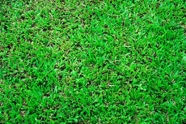 Abstract top view green color of grass background texture ,for\
background