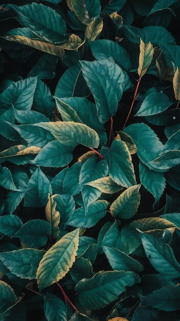 Abstract transparent colored leaves