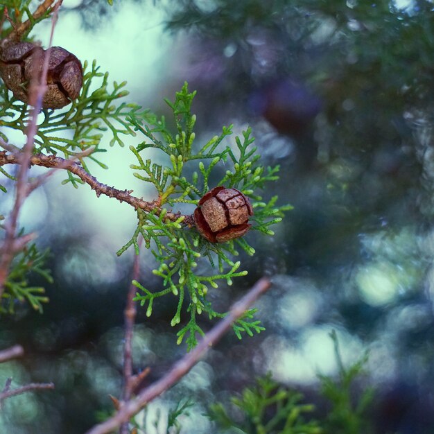 the abstract tree branches in the mountain in the nature  