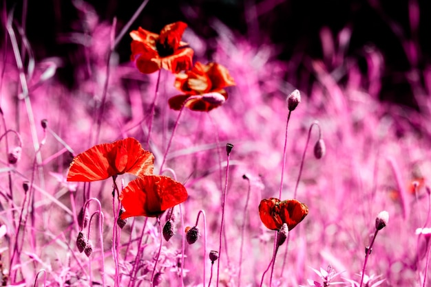 Abstract view of poppies