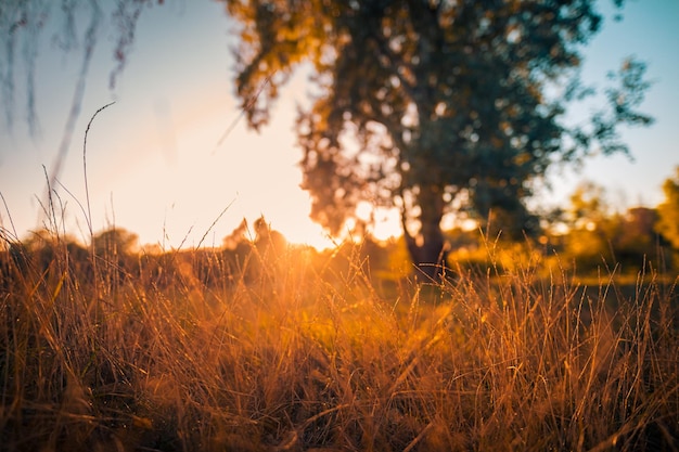 乾燥した野生の花の草の牧草地の黄金の時間の日没日の出時間の抽象的な暖かい秋の風景