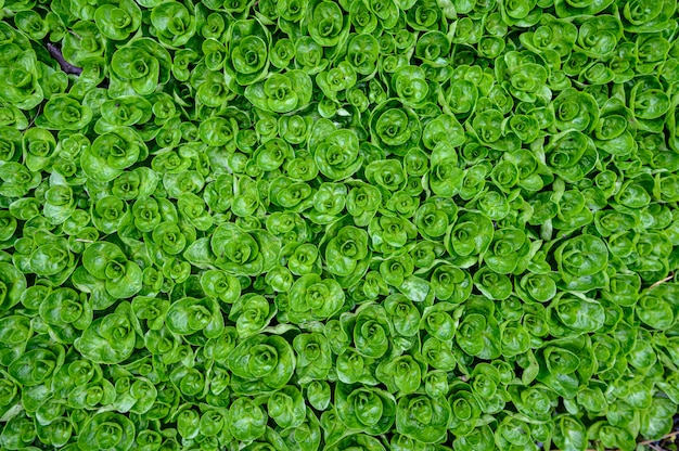 Abstract water plant green leaves background