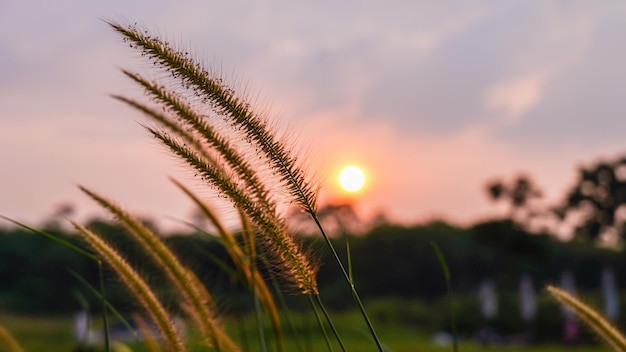 Abstract wazig silhouet tropisch gras bloem of setaceum pennisetum fontein gras op zonsondergang