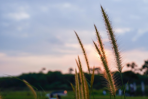 Abstract wazig silhouet tropisch gras bloem of setaceum pennisetum fontein gras op zonsondergang