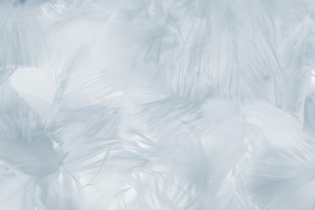 abstract white and baby blue feather pattern texture background for decorative design