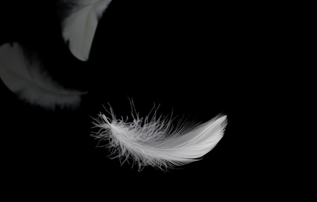 Фото Абстрактное перо белой птицы, падающее в темное плавающее перо на черном фоне