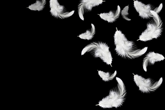 空気中に浮かぶ抽象的な白い羽毛、黒の背景に