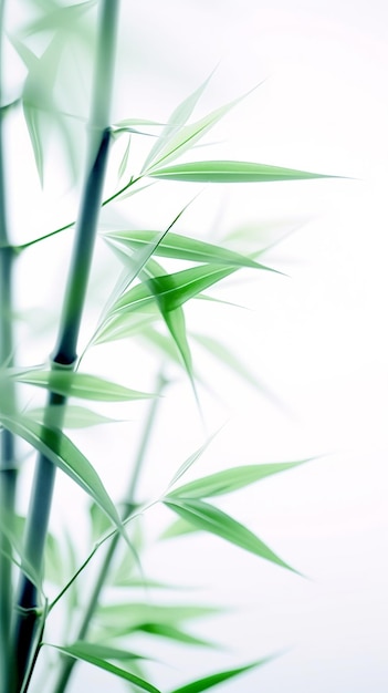 Abstract white green bamboo leaves on soft background