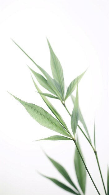 Abstract white green bamboo leaves on soft background