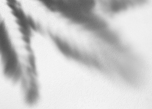 Abstract white shadow background of palm leaves