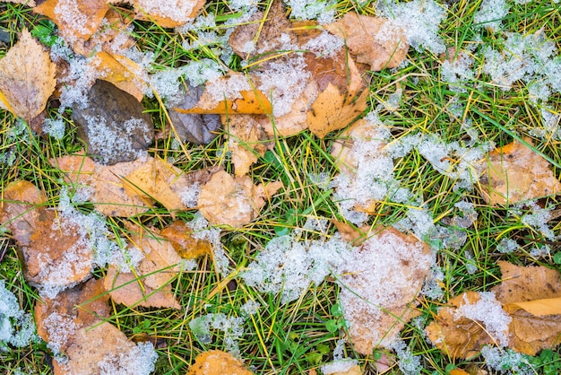 Abstract white snow on a green grass and on yellow foliage for the natural textured background