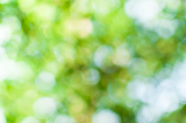 Abstracte aard groene bokeh van boomachtergrond, voor background