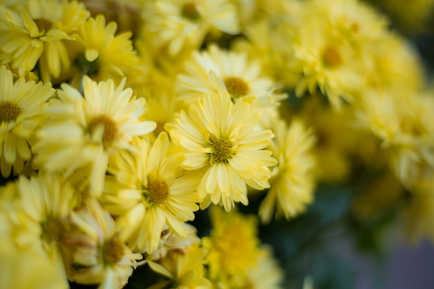 Abstracte achtergrond bloemen volledige kleur