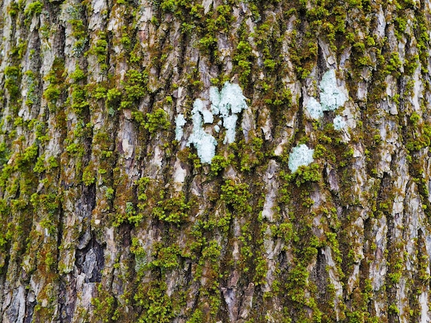 Abstracte achtergrond Korstmos close-up op de schors van een oude boom