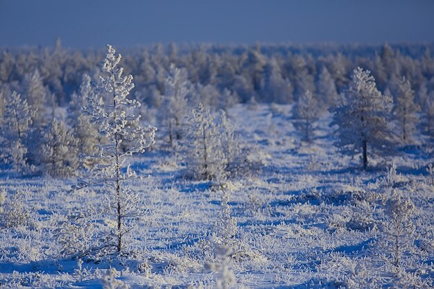 abstracte achtergrond landschap winter bos / met vorst bedekte takken, besneeuwde weer kerst achtergrond