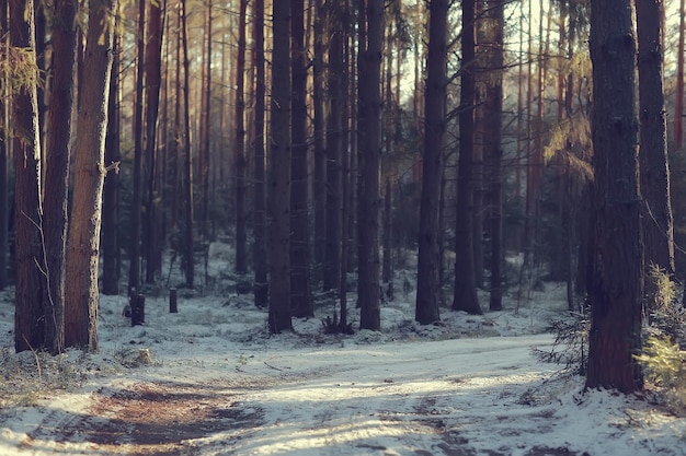 abstracte achtergrond landschap winter bos / met vorst bedekte takken, besneeuwde weer kerst achtergrond