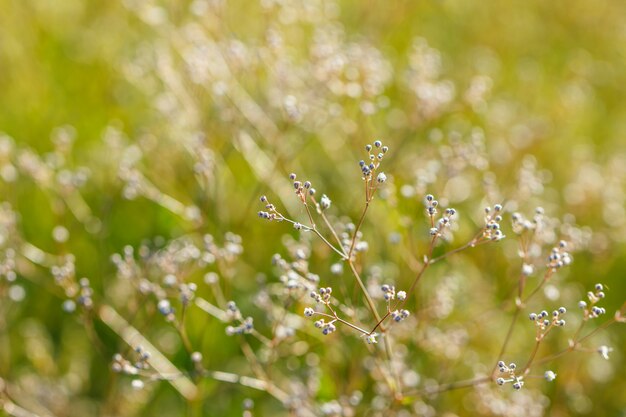 abstracte achtergrond mooi gras wazig soft focus Zonnige dag