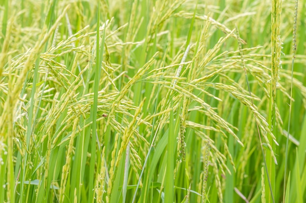 Abstracte achtergrond, mooie rijst in het veld dat overvloed.