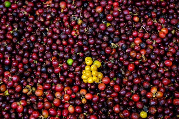 Abstracte achtergrond rauwe kersen en rood gele koffiebonen