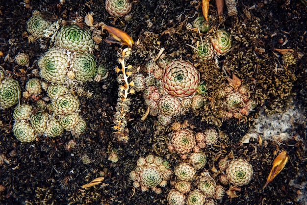 Abstracte achtergrond, ruwe grijze steen bedekt met prachtige kleurrijke mos en korstmos. planten op een rots, close-up, selectieve focus. natuurlijke texturen voor design.