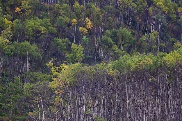 abstracte achtergrond textuur van herfst bos, gele bomen patroon landschapsmening