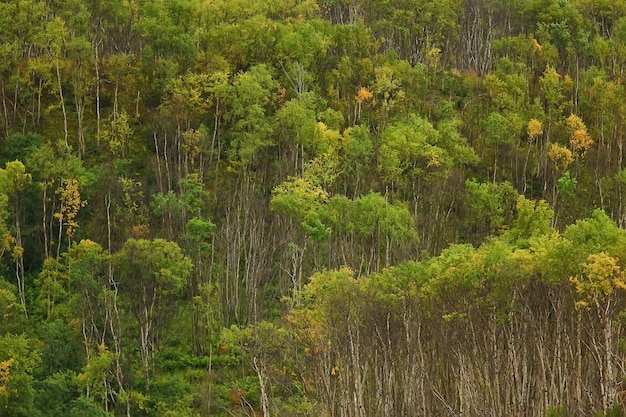 abstracte achtergrond textuur van herfst bos, gele bomen patroon landschapsmening