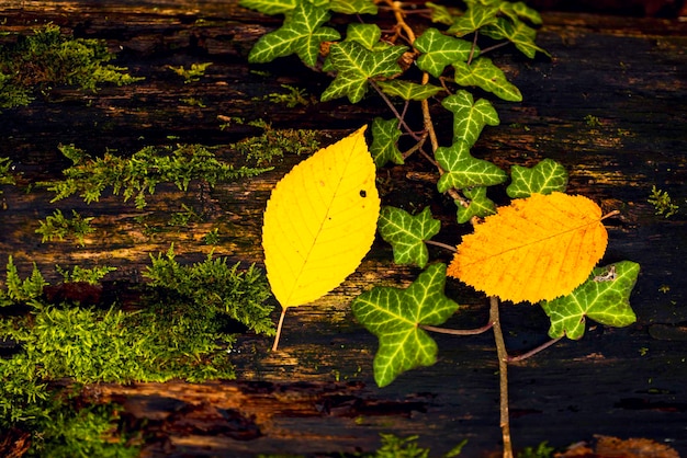 Abstracte achtergrond van herfst herfstblad. Kleurrijke herfst esdoorn bladeren.