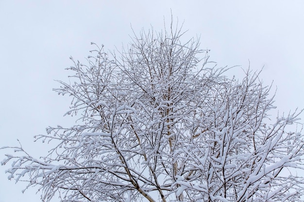 Abstracte achtergrond van patroon van besneeuwde takken van boom Kopieer ruimte neutraal winterpalet