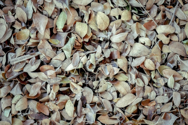 Abstracte achtergrondtextuur de herfst gevallen bladeren op bruine bosgrond