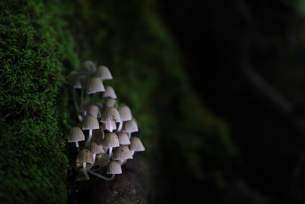 abstracte achtergrondtextuur van heel veel verschillende paddenstoelen, omgekeerd veelkleurig paddenstoeldoppenbehang