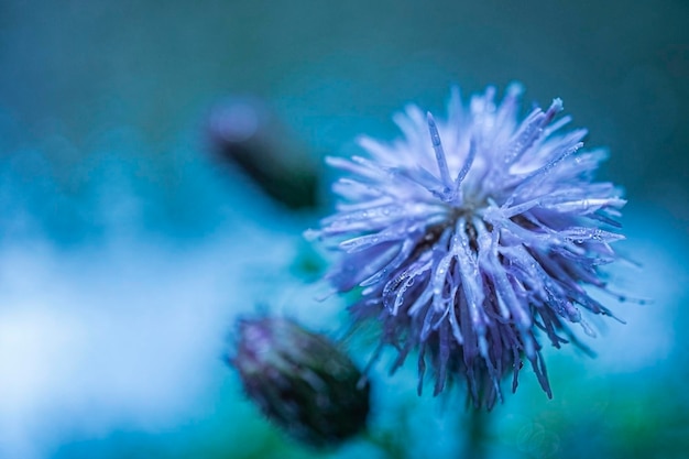 Abstracte afbeelding met paarse bloem close-up in druppels na regen