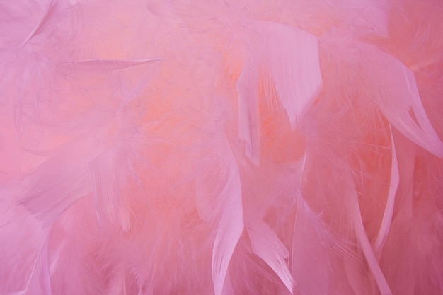Abstracte beautyful roze Toon veren achtergrond. Pluizige veer fashion design vintage bohemien stijl pastel textuur. Bruiloft, jubileum, Valentijnsdag concept. Zachte focus.