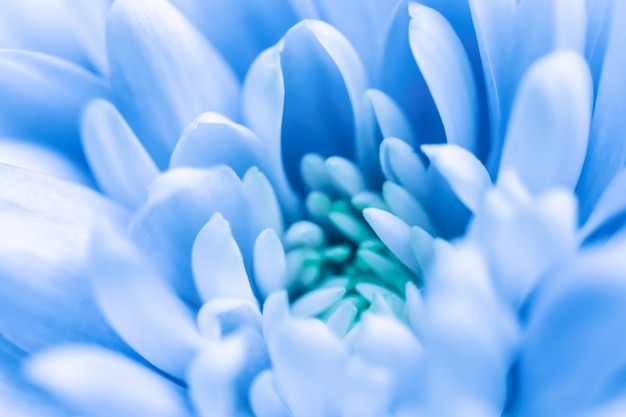 Abstracte bloemen achtergrond blauwe chrysant bloem macro bloemen achtergrond voor vakantie merk design