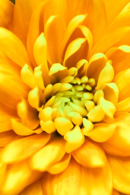 Abstracte bloemen achtergrond gele chrysant bloem macro bloemen achtergrond voor vakantie merk