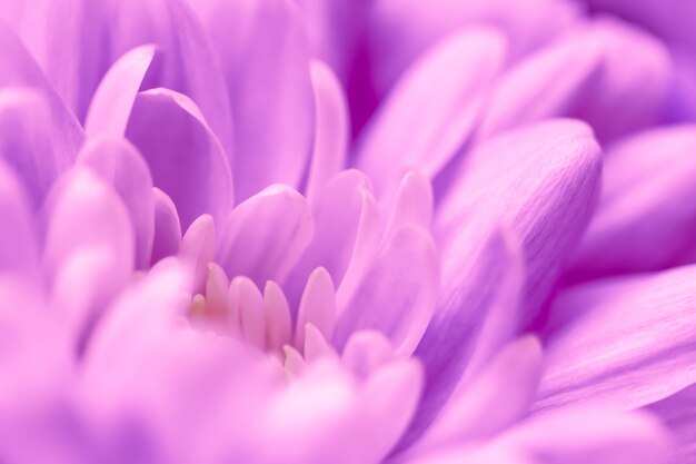 Abstracte bloemen achtergrond paarse chrysant bloem macro bloemen achtergrond voor vakantie merk