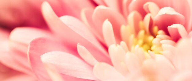 Abstracte bloemen achtergrond roze chrysant bloem macro bloemen achtergrond voor vakantie merk design