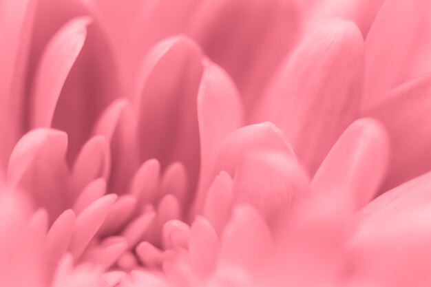 Abstracte bloemen achtergrond roze chrysant bloem macro bloemen achtergrond voor vakantie merk design