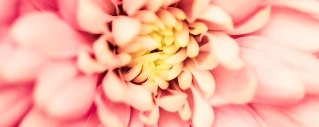 Abstracte bloemen achtergrond roze chrysant bloem macro bloemen achtergrond voor vakantie merk design