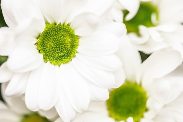 Abstracte bloemen achtergrond witte chrysant bloem bloemblaadjes macro bloemen achtergrond voor vakantie