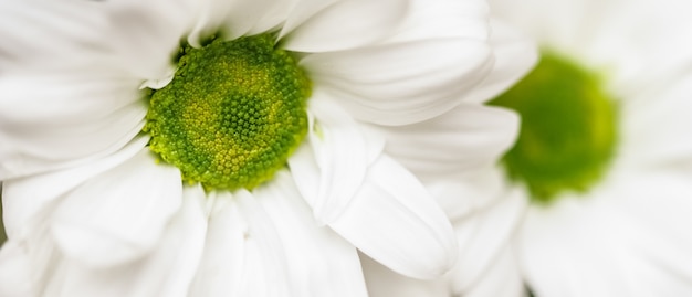 Abstracte bloemen achtergrond witte chrysant bloem bloemblaadjes macro bloemen achtergrond voor vakantie