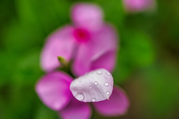 Abstracte bloemenclose-up, waterdruppeltje op roze bloemblaadjes. Close-up bloemen met groen wazig gebladerte