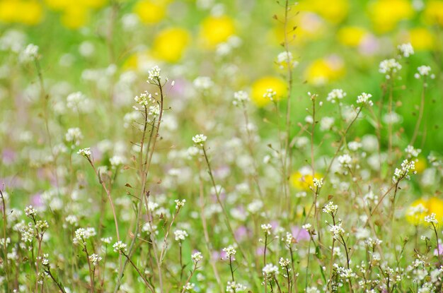 Abstracte bloesem bloemen op veld