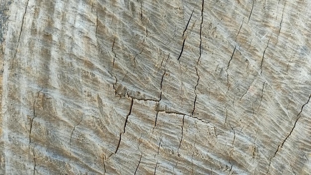 abstracte boom kern textuur achtergrond