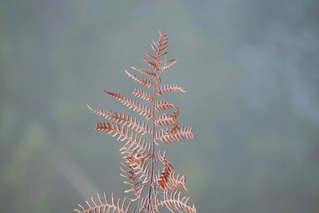 abstracte bruine varen plant bladeren in de natuur